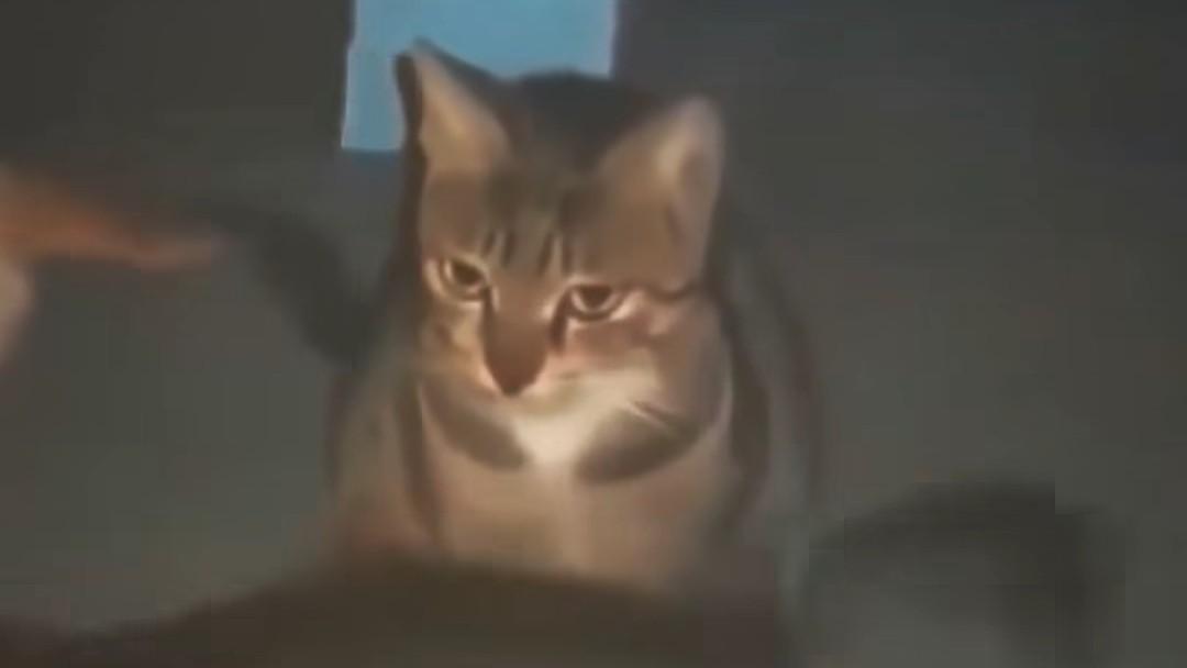 Mobile livestreaming